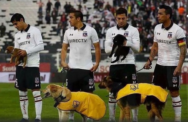 Colo Colo ingresa a la cancha con perritos en adopción