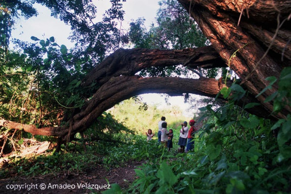 Protegerán más de 3.300 hectáreas de bosques del Chaco | .::Agencia IP::.