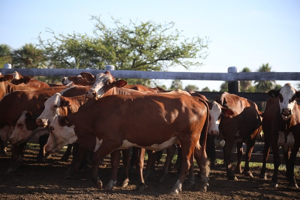 Varios frigoríficos “no están pasando precios” para la compra de ganado