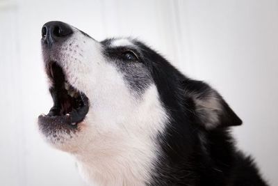 Cómo enseñar al perro a dejar de ladrar - Mascotas - ABC Color