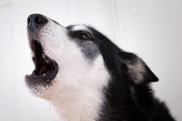 Cómo enseñar al perro a dejar de ladrar - Mascotas - ABC Color