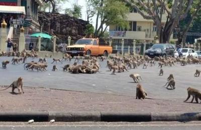 La apocalíptica imagen de cientos de monos hambrientos peleando por comida en Tailandia - C9N