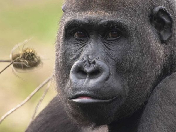Los gorilas, en contra de lo que se creía, pueden ser territoriales