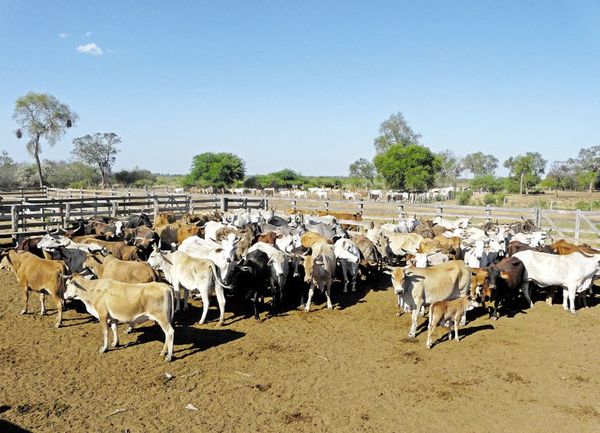 El bajo precio y la sequía apremian a los ganaderos - Economía - ABC Color