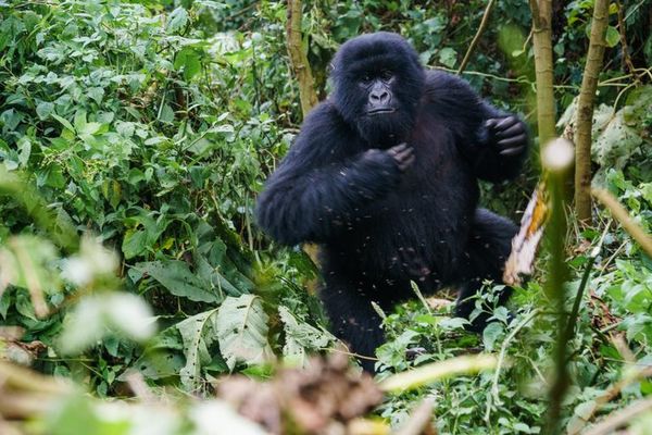 Los gorilas, en contra de lo que se creía, pueden ser territoriales - Mascotas - ABC Color
