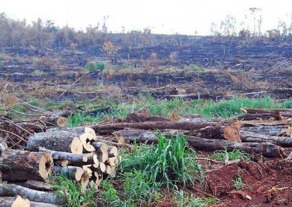 Bosques del Chaco serán protegidos bajo el régimen de servicios ambientales