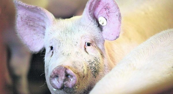 China amplía áreas de cría y acelera la producción de cerdos