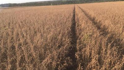 El estrés hídrico dificulta desarrollo del maíz y soja zafriña en A. Paraná