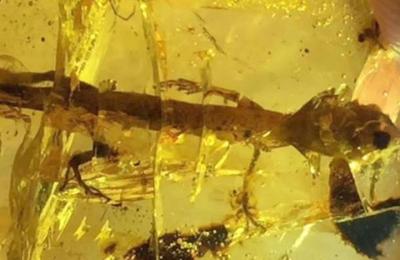 Hallan fósil de un enigmático dinosaurio carnívoro del tamaño de un colibrí - C9N