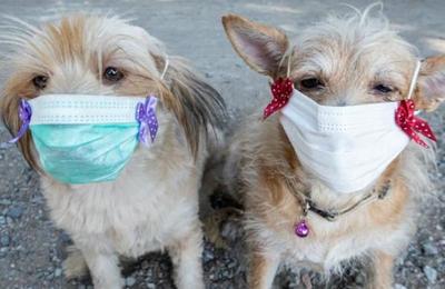 La razón por la que no se le debe poner mascarillas a los perros para protegerlos del coronavirus - C9N