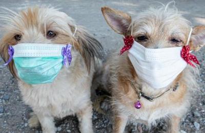 La razón por la que no se le debe poner mascarillas a los perros para protegerlos del coronavirus - SNT