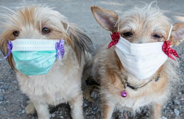 La razón por la que no se le debe poner mascarillas a los perros para protegerlos del coronavirus - SNT