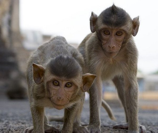 Coronavirus: cientos de monos hambrientos generan caos en calles de Tailandia