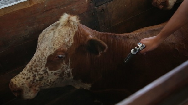 Extienden cierre de registros: vacunación finalizará con 13.950.000 bovinos inmunizados