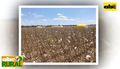 Programa 17: cultivo de algodón en el Chaco - ABC Rural - ABC Color