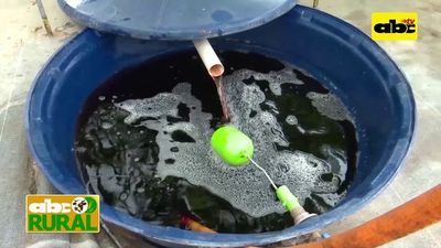 Programa 17: sanitización de hortalizas hidropónicas  - ABC Rural - ABC Color