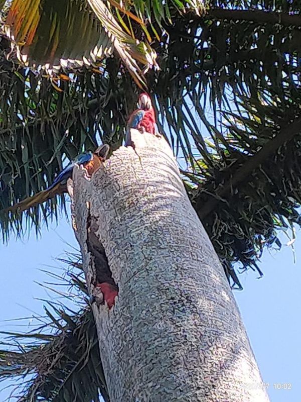 Primer vuelo de cría de guacamayos libres en Luque - Nacionales - ABC Color