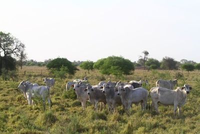Limitada demanda externa afecta al sector ganadero de Paraguay