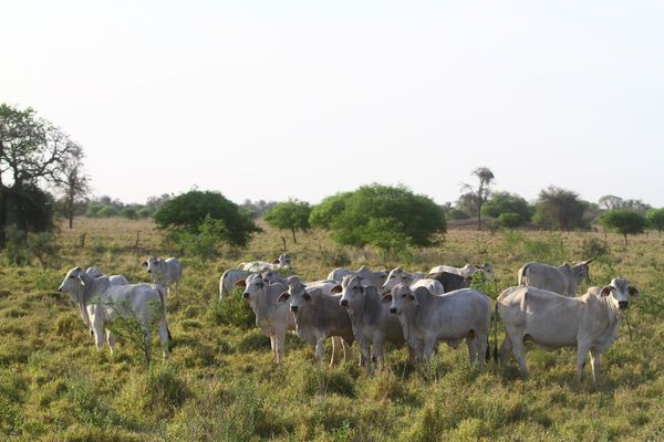 Limitada demanda externa afecta al sector ganadero de Paraguay