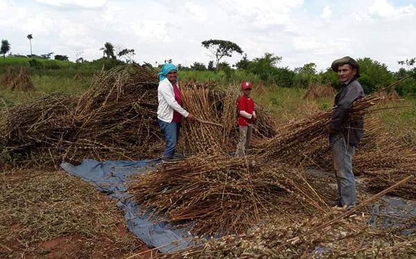 MAG brinda asistencia técnica a productores de varios distritos del país | .::Agencia IP::.