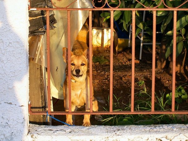 Imputaron a un hombre por matar a un perro con una soga