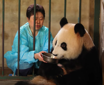 Los animales de zoo japonés se sienten solos y no quieren perder el contacto » Ñanduti