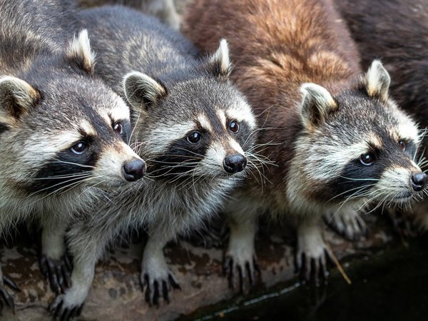 Moscú: Ecologista advierte invasión de mapaches en la ciudad