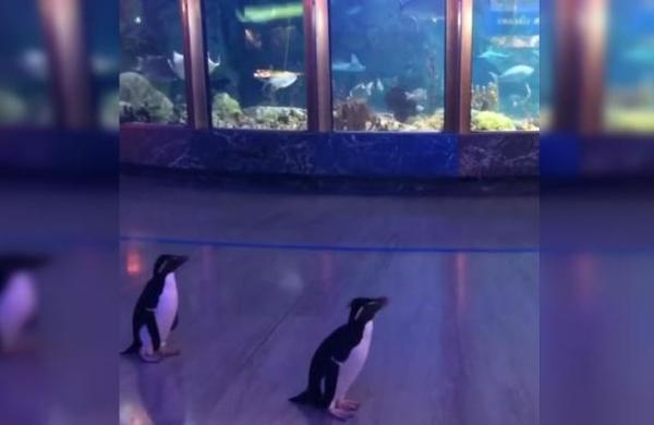 La pareja de pingüinos que aprovechó el coronavirus para 'visitar' el acuario - C9N