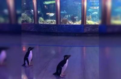 La pareja de pingüinos que aprovechó el coronavirus para 'visitar' el acuario - SNT