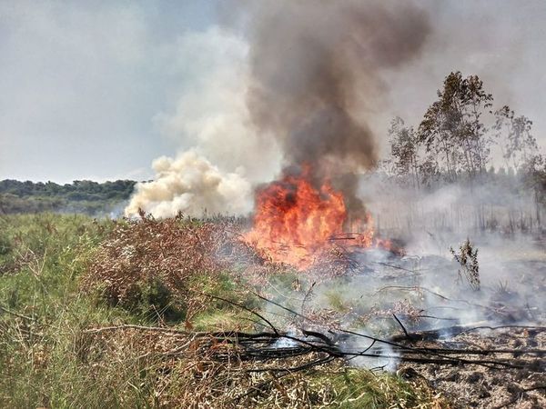 Siguen los incendios de pastizales en SJN - Nacionales - ABC Color
