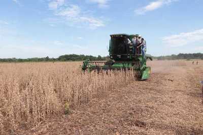 Soja repuntará en Paraguay pero caída de precios no augura mejores ingresos