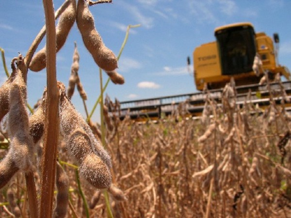 Soja repuntará en Paraguay pero caída de precios no augura mejores ingresos » Ñanduti