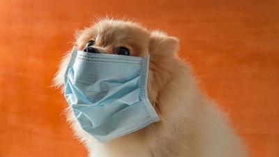 Muere el primer perro diagnosticado con coronavirus