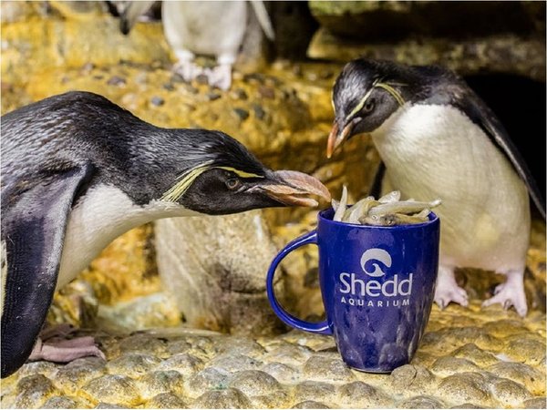 Pingüinos recorren un acuario cerrado y visitan a otros animales