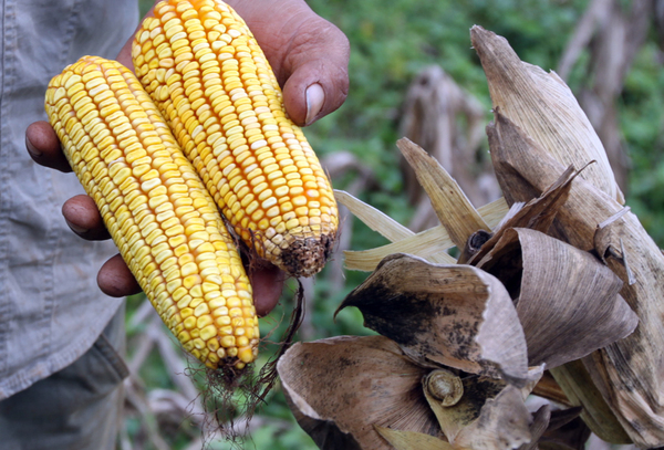 Buena cosecha del maíz dobló exportación en el 2019 | .::Agencia IP::.