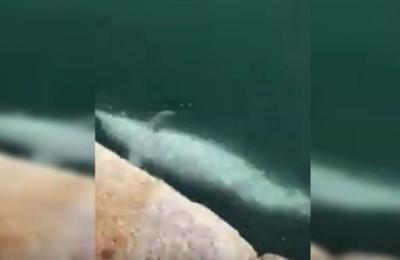 Delfines reaparecieron en puerto italiano por cuarentena del coronavirus - SNT
