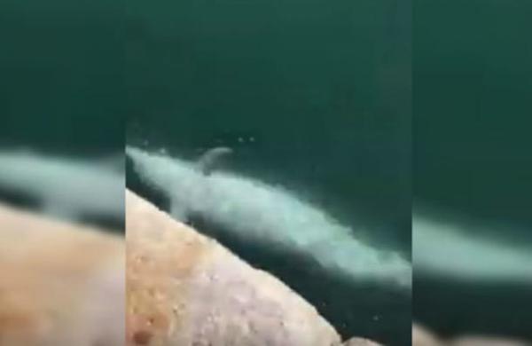 Delfines reaparecieron en puerto italiano por cuarentena del coronavirus - C9N