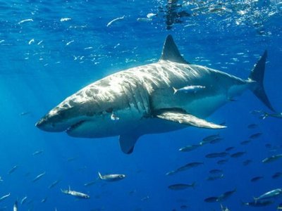 Descubren dos nuevas especies de un tipo raro de tiburón