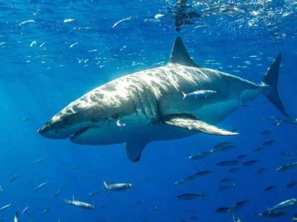 Descubren dos nuevas especies de un tipo raro de tiburón
