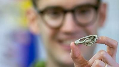 El pollo maravilla, un fósil que puede revelar el origen de pájaros modernos » Ñanduti