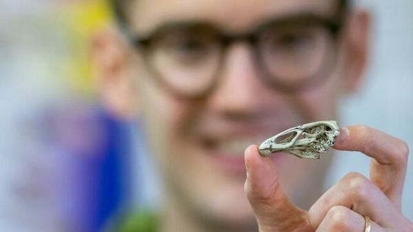 El pollo maravilla, un fósil que puede revelar el origen de pájaros modernos » Ñanduti