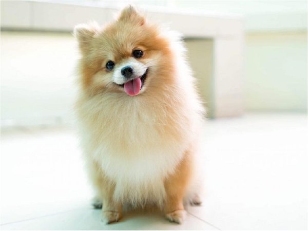 Murió el único perro diagnosticado con coronavirus en el mundo