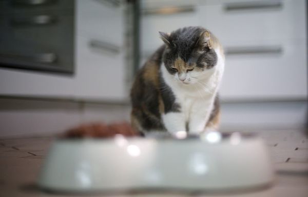 No condimente el caldo para el gato enfermo - Mascotas - ABC Color