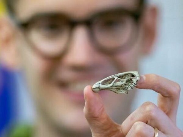 El pollo maravilla, un fósil que puede revelar el origen de los pájaros