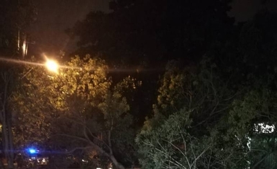 HOY / Árbol cayó tras tormenta y dejó sin luz a Ciudad Nueva