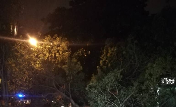 HOY / Árbol cayó tras tormenta y dejó sin luz a Ciudad Nueva