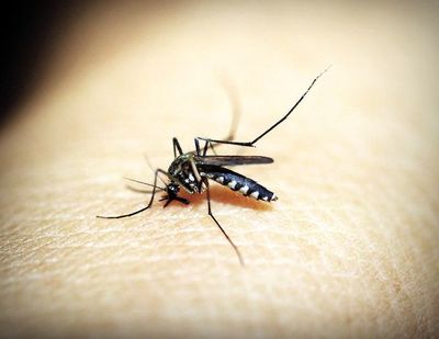 Piden no bajar los brazos ante el dengue - Nacionales - ABC Color