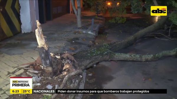 Árbol cayó y cortó energía eléctrica - ABC Noticias - ABC Color