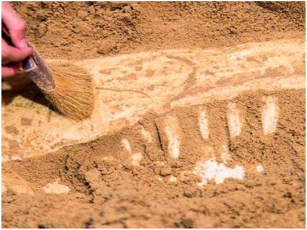 Hallan en cueva restos de consumo animal de hace 700.000 años