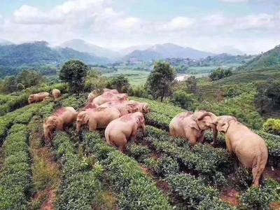 China: Elefantes entraron a una granja y bebieron todo el vino